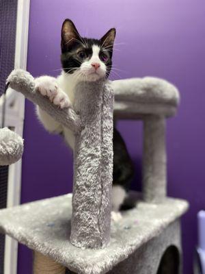 Pawsitive Vibes Pet Resort