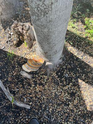 Southern Home & Outdoor Services