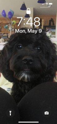 Best Dog Award!
Jolene DOB: 10-05-2020