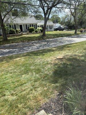 Yard Stick Tree & Site Preservation