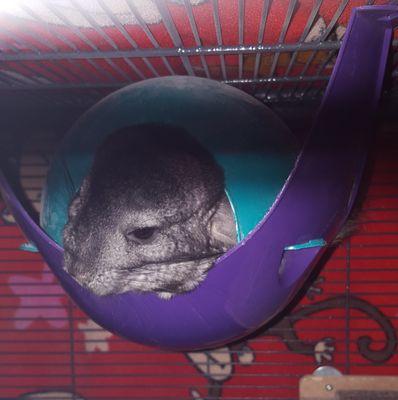 River City Pet Hospital