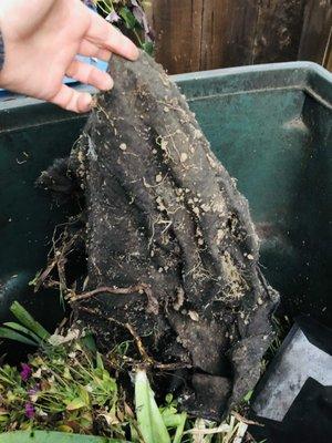 Five Oaks Landscapes