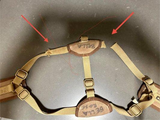 Chewed harness while in distress