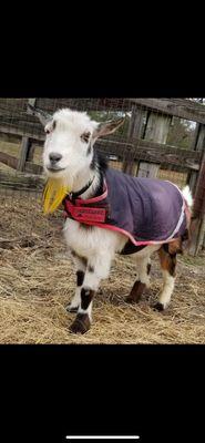 Scotland Veterinary Hospital