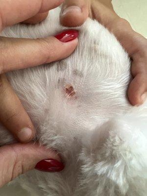 The chunk of skin cut out on my puppy under her front leg!!!