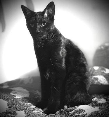 Manson -my kitty-