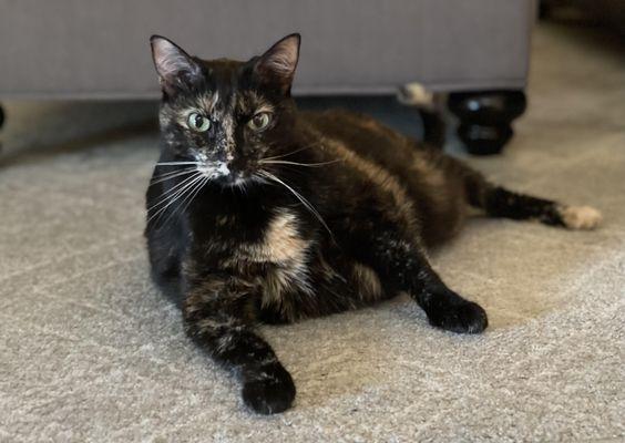 Happy Heart Pet Care