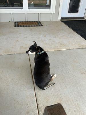 Baxter, may he rest in peace.