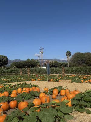 Pumpkin patch