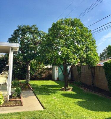 Orange tree (foreground) and Avocado tree (background).
