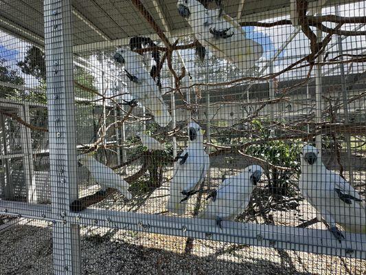 Florida Exotic Bird Sanctuary