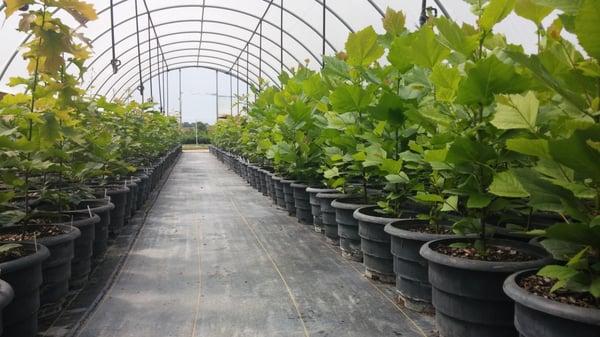 Great Plains Nursery