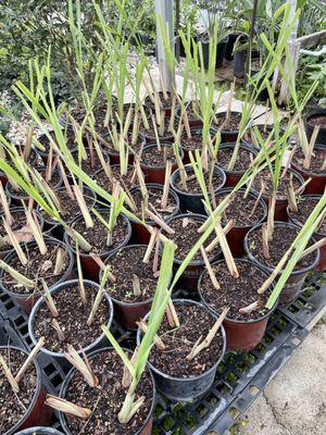 Fairbanks Garden Center