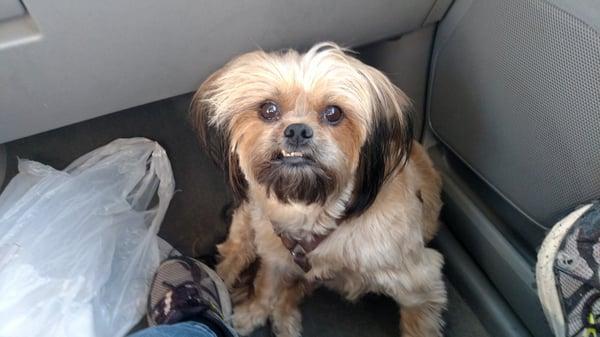 Colbie. Half yorkie/half pekingnese.