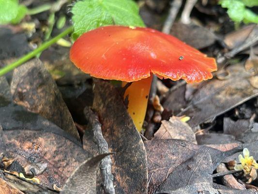 Lake Chabot Regional Park