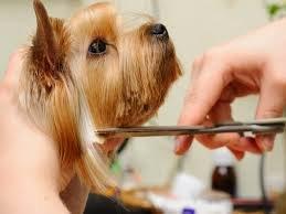 Gone To the Dogs Boutique