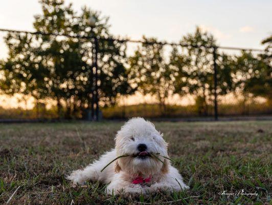 Scooper's Photography