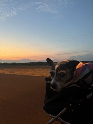 Carlsbad Animal Clinic