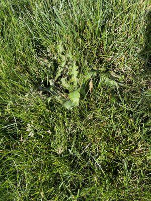 Greener Grass Organic Lawn & Pest