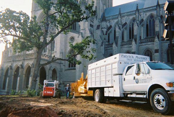 Tree and Stump Removal Services, Tree Trimming, Pruning, Deadwood, Large and Dangerous Trees, 24/7 Emergency Service, Lot Clearing, and Comm