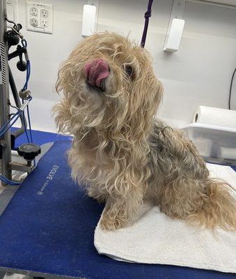 Tia Simonia’s Mobile Grooming