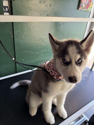 The Dog Father Grooming