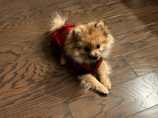 Town Center Animal Clinic