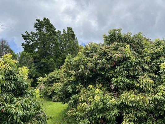 Lychee trees