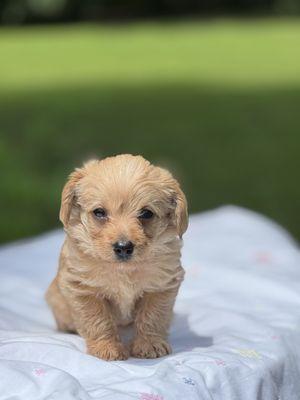 Cute YorkiPoo boy, Teddy