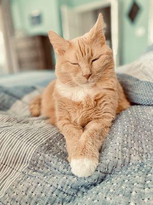 Towne Center Animal Hospital