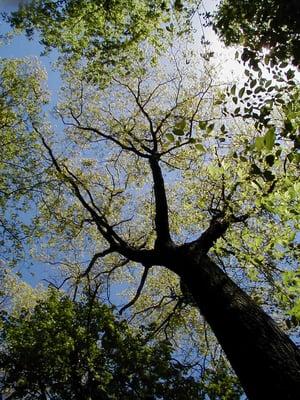 A Consulting Arborist can assist with herbicide drift and over spray.