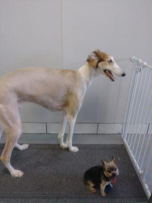 Sandy Paws Pet Grooming