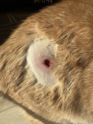 Flagstaff Veterinary Clinic