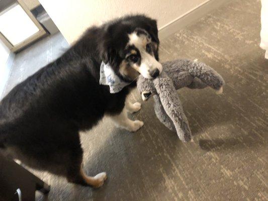 Done Right Dog Grooming