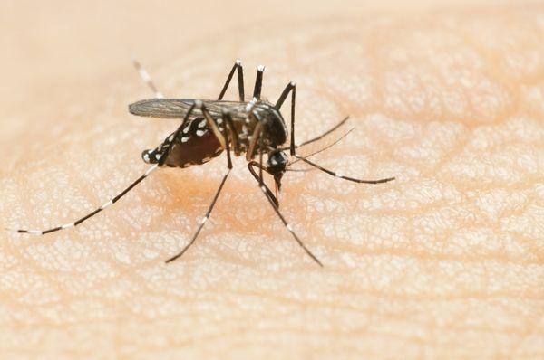 Mosquitoe