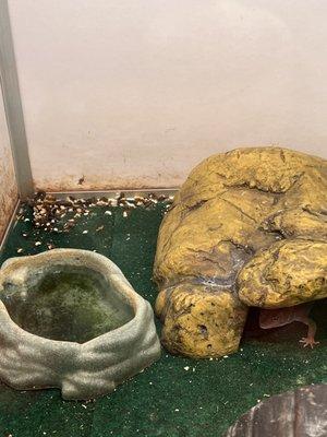 feces-covered tank and moldy water