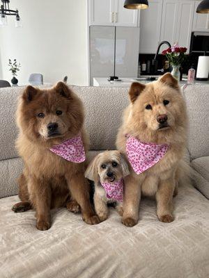 Leila, Bailey and Nala all ready for mother's day !