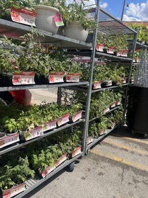 They have all kinds of vegetable plants for your garden needs.