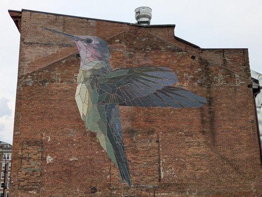 Hummingbird, Burlington