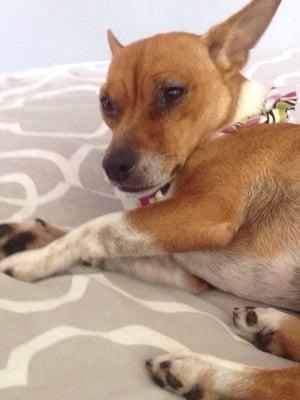 This Roxy who just came from her visit at the salon. Washing drying nails and dental cleaning $30 plus tip. Great service!