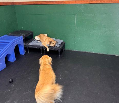 The Dog Spot