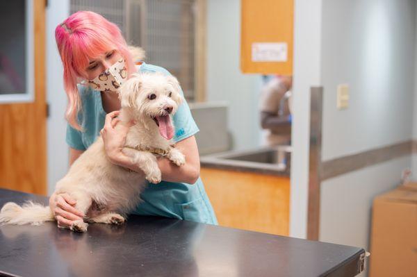 Oahu Veterinary Clinic
