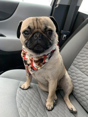 Peg's Pet Grooming Salon