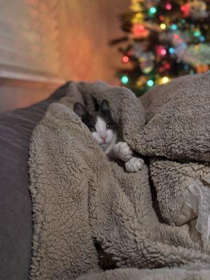 Centennial Hills Animal Hospital