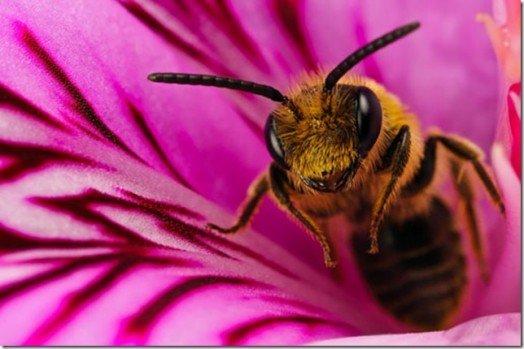 Hugh Turner Pest Control