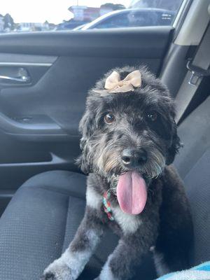 Canine Beach Pet Grooming