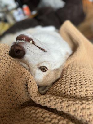 Community Bark Dog Wash & Groom