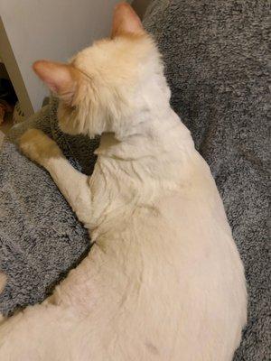 Red Butte Veterinary Care