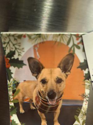 Clip N Cuddle Grooming