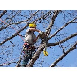 Macon & Warner Robins Tree Service by Blalock